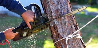 Best Tree Risk Assessment  in Myrtle Grove, NC